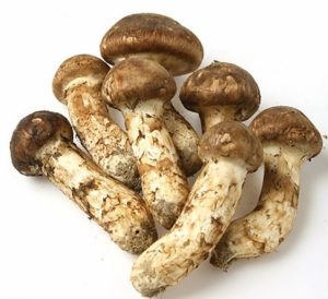 자연산 송이버섯 (국내산) (특 1Kg / 1등급)