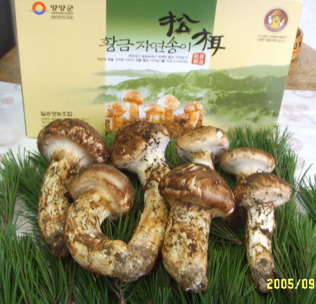 일송영농조합법인,자연산 송이버섯 (국내산) ( 1Kg / 4등급)