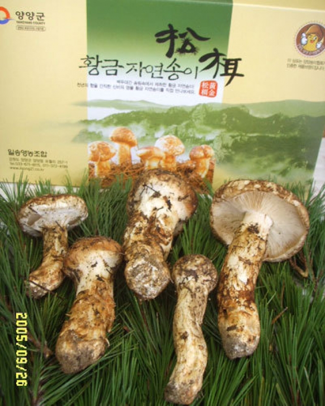 일송영농조합법인,자연산 생송이버섯 (국내산) ( 1Kg / 등외품 )